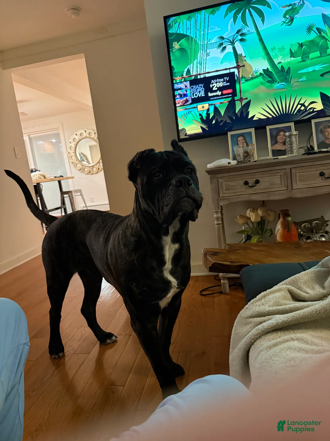 Cane Corso dogs for stud: King Kong - Ad 2