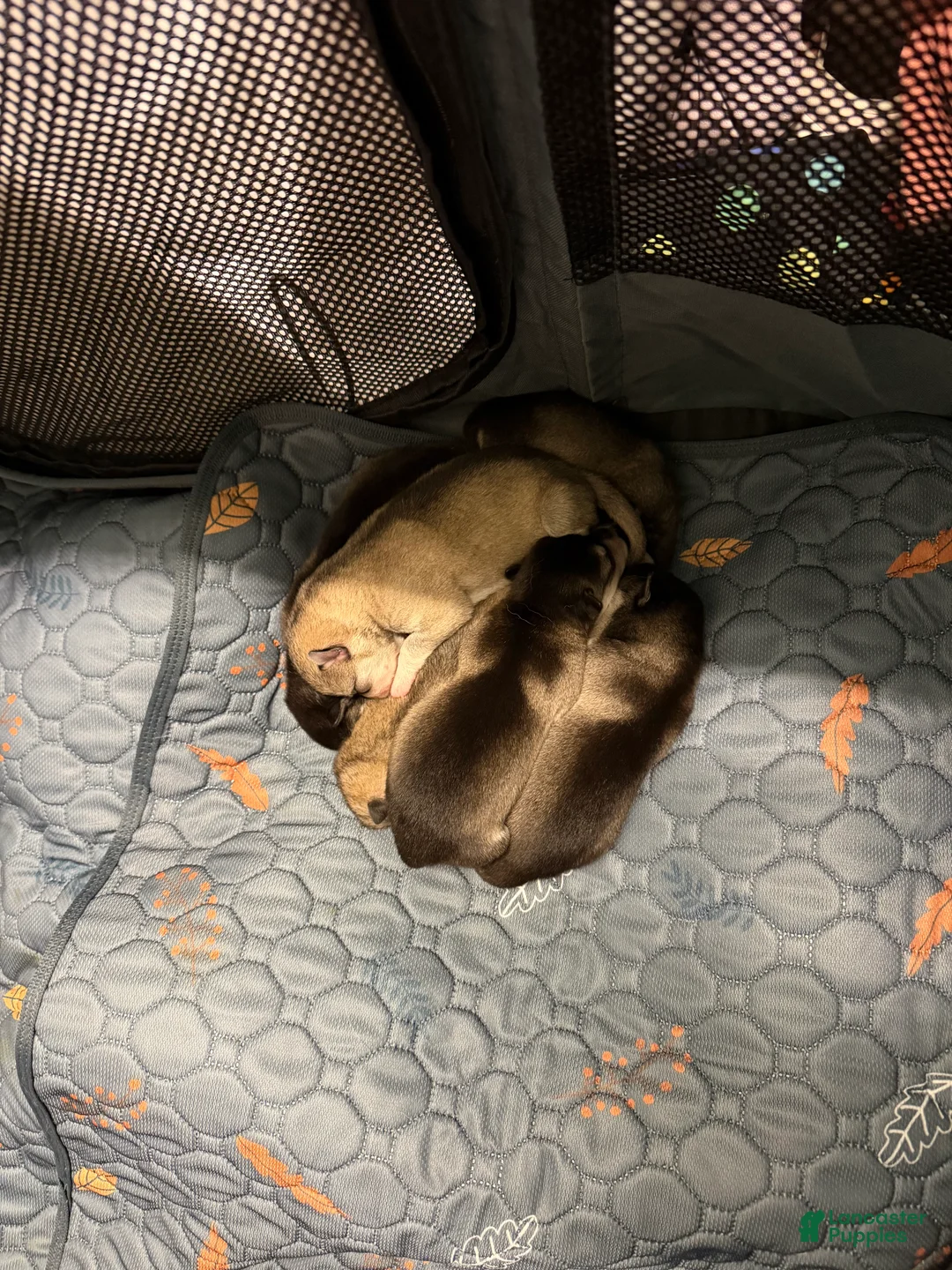 Alaskan Klee Kai dogs for sale: Alaskan Klee Kai 1 - Ad 1
