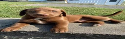 Mixed Breed dogs for sale: Murphy - Ad 6