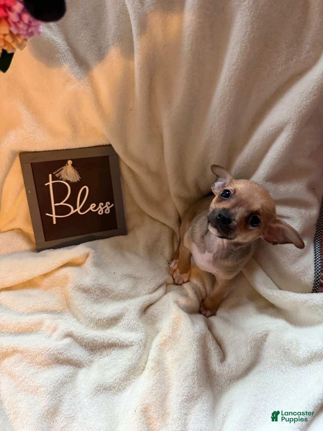 Chihuahua dogs for sale: Scooby - Ad 1