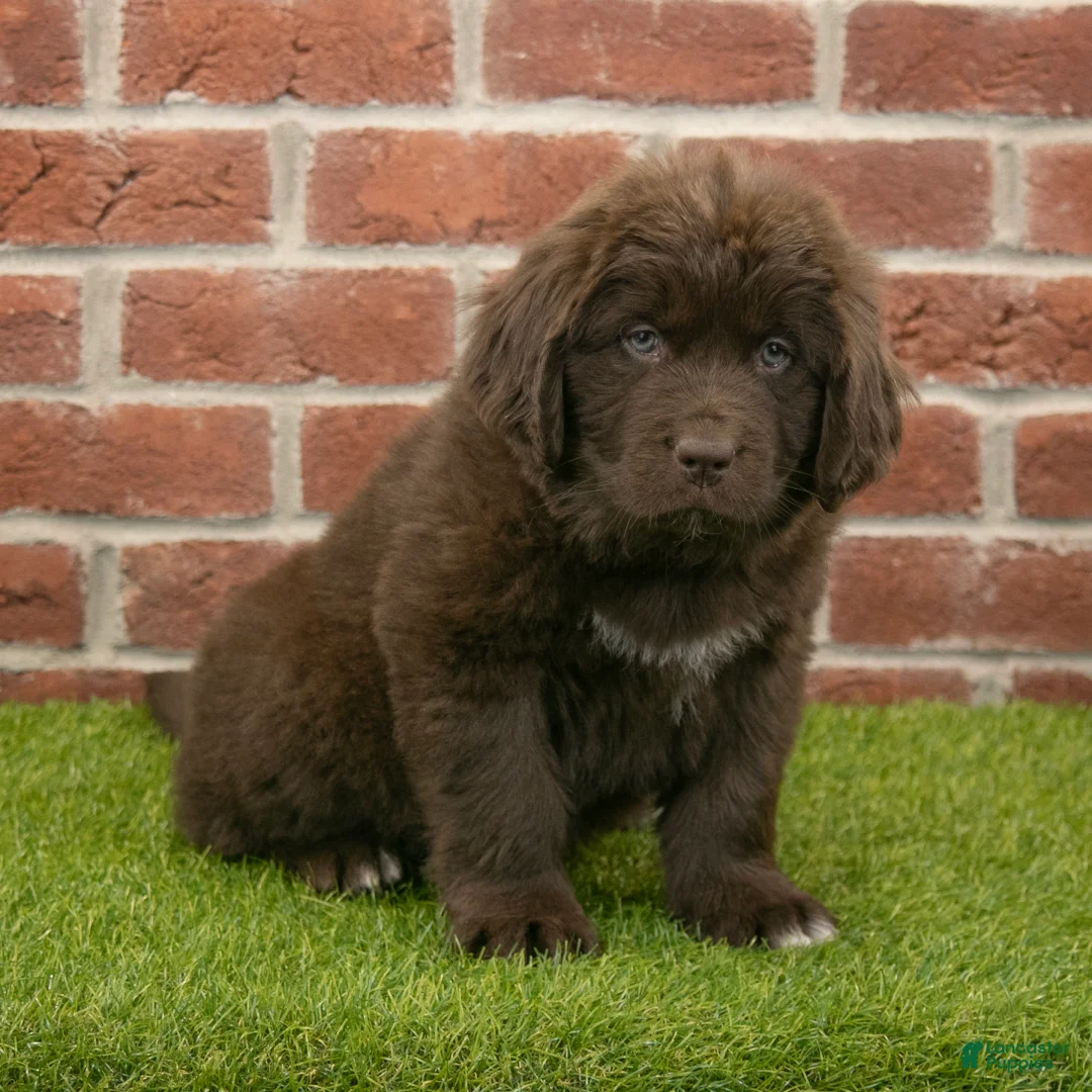 Newfoundland dogs for sale: Jackson - Ad 5