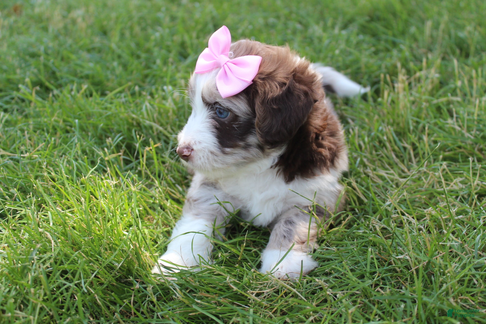 Mini Aussiedoodle dogs for sale: June 🎀 - Ad 6