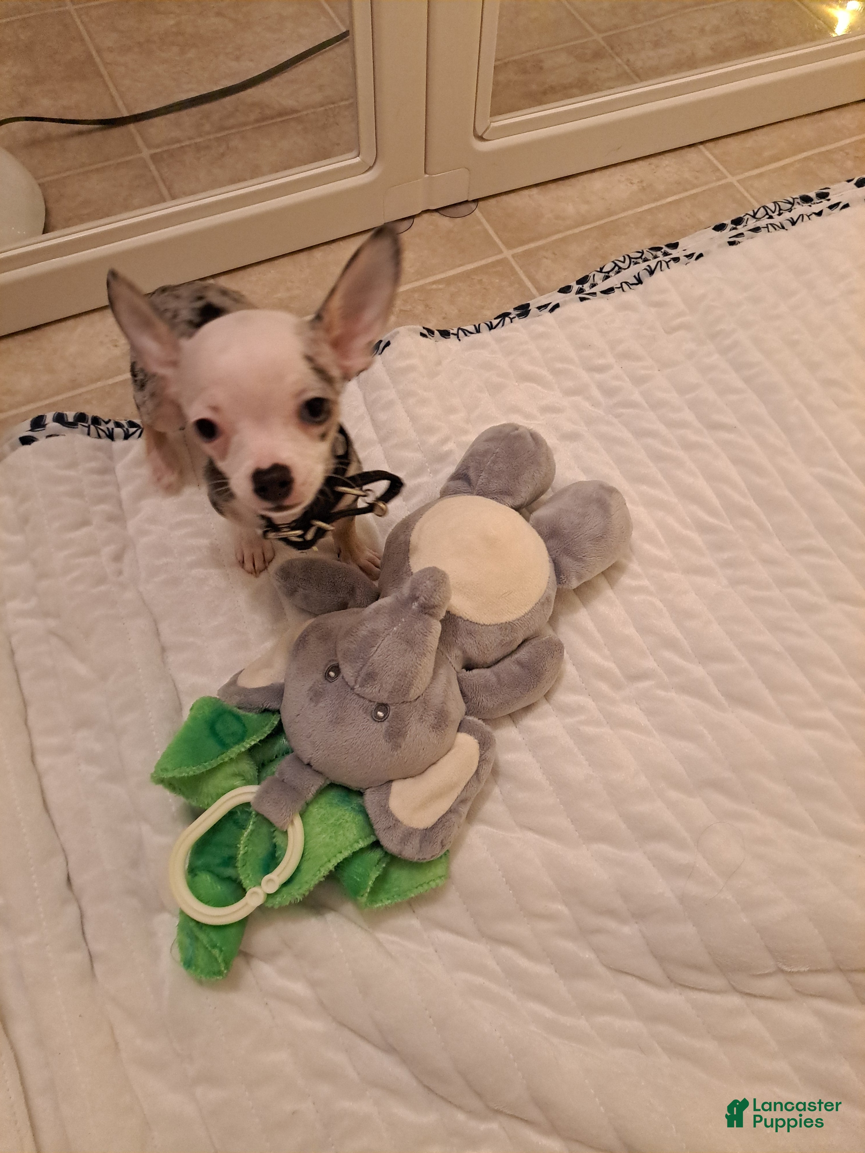 Chihuahua dogs Toy jojo - Ad 2