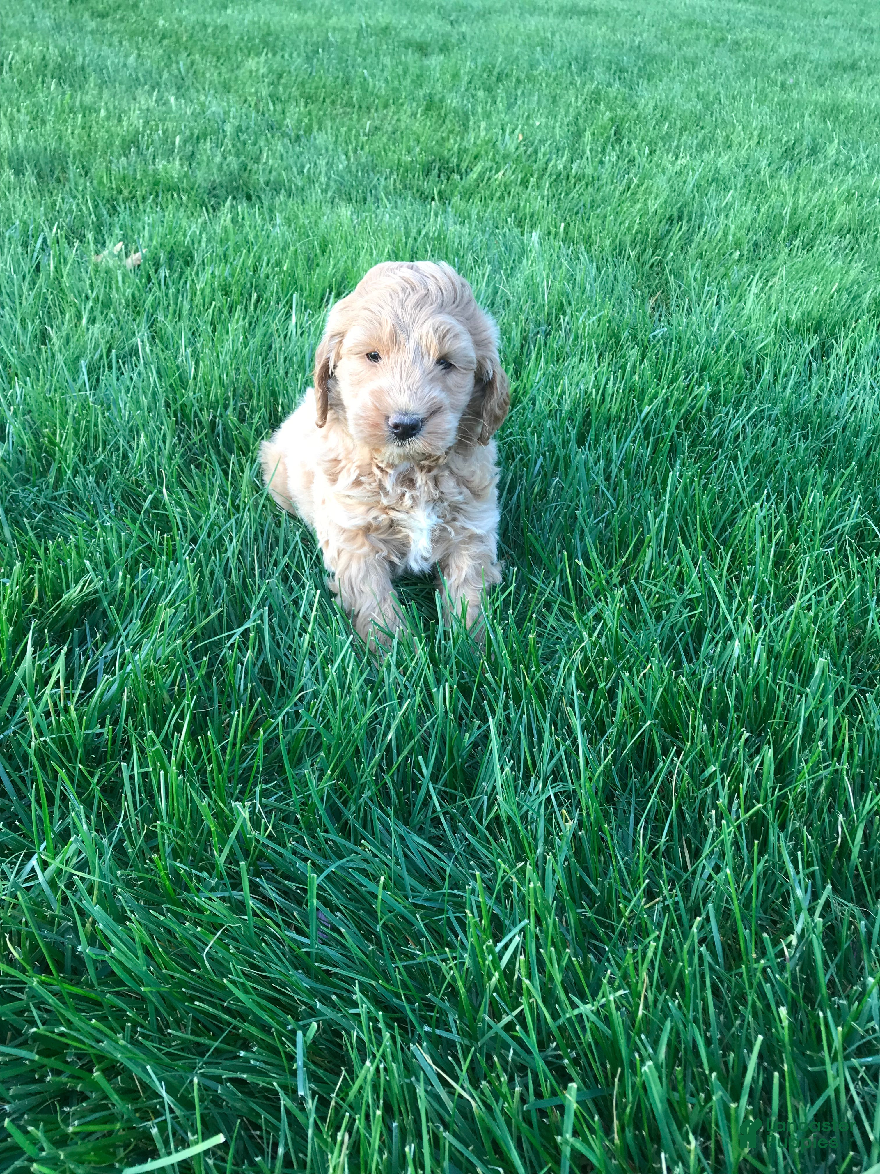 Mini Goldendoodle dogs Millie - Ad 1