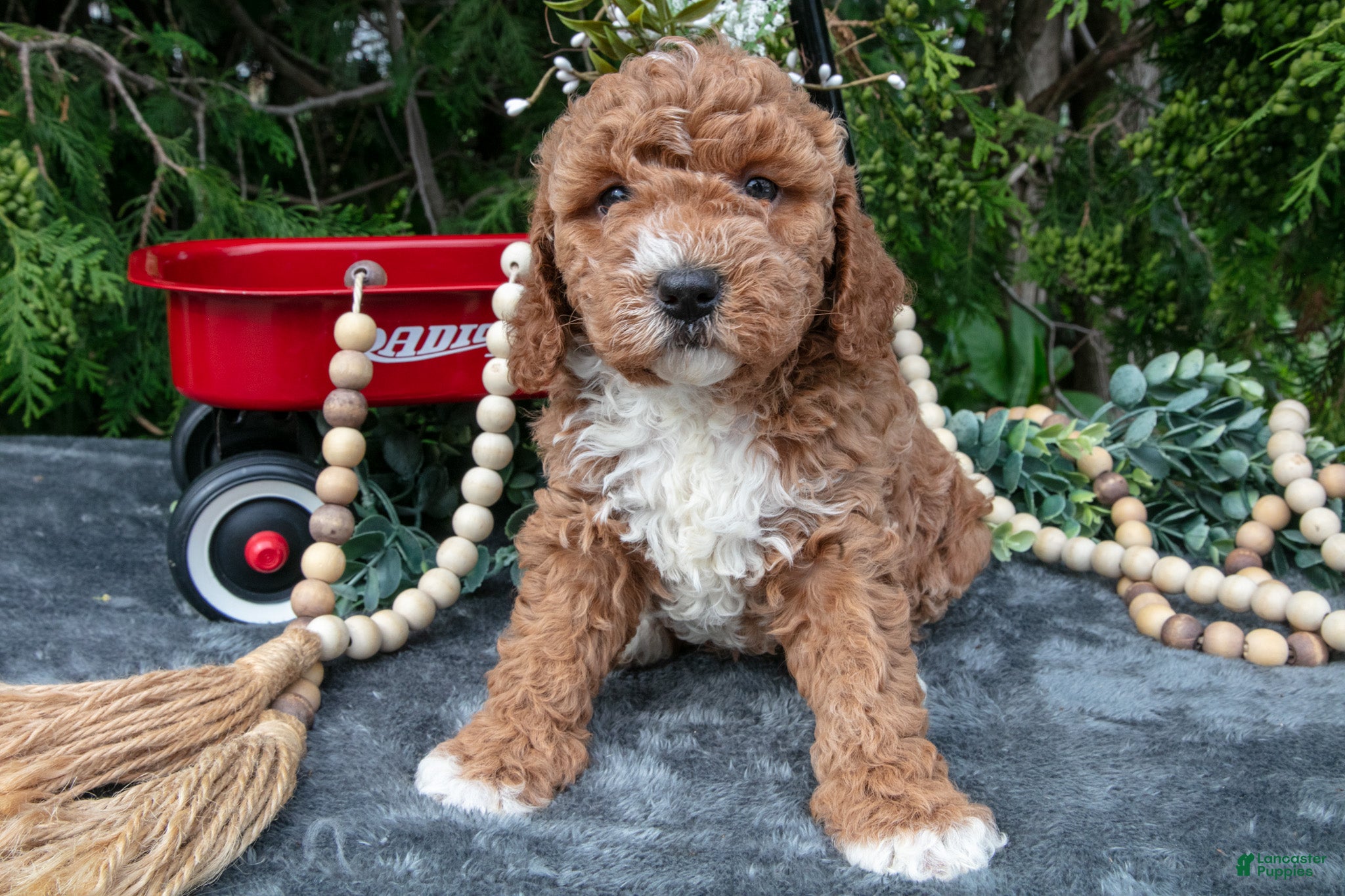 Cavapoo dogs Strawberry - Ad 2