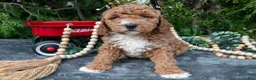 Cavapoo dogs for sale: Strawberry - Ad 2