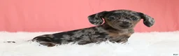 Miniature Dachshund dogs for sale: Peaches 🍑 - Ad 5