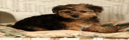 Yorkiepoo dogs for sale: Dolly - Ad 8