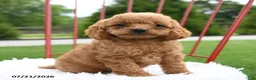 Cockapoo dogs for sale: Zara - Ad 3