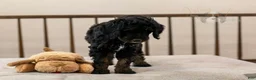 Bernedoodle dogs for sale: Denali - Ready Now! - Ad 10