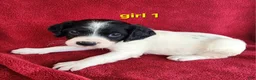 Brittany Spaniel dogs for sale: French Brittany girl 1 - Ad 4