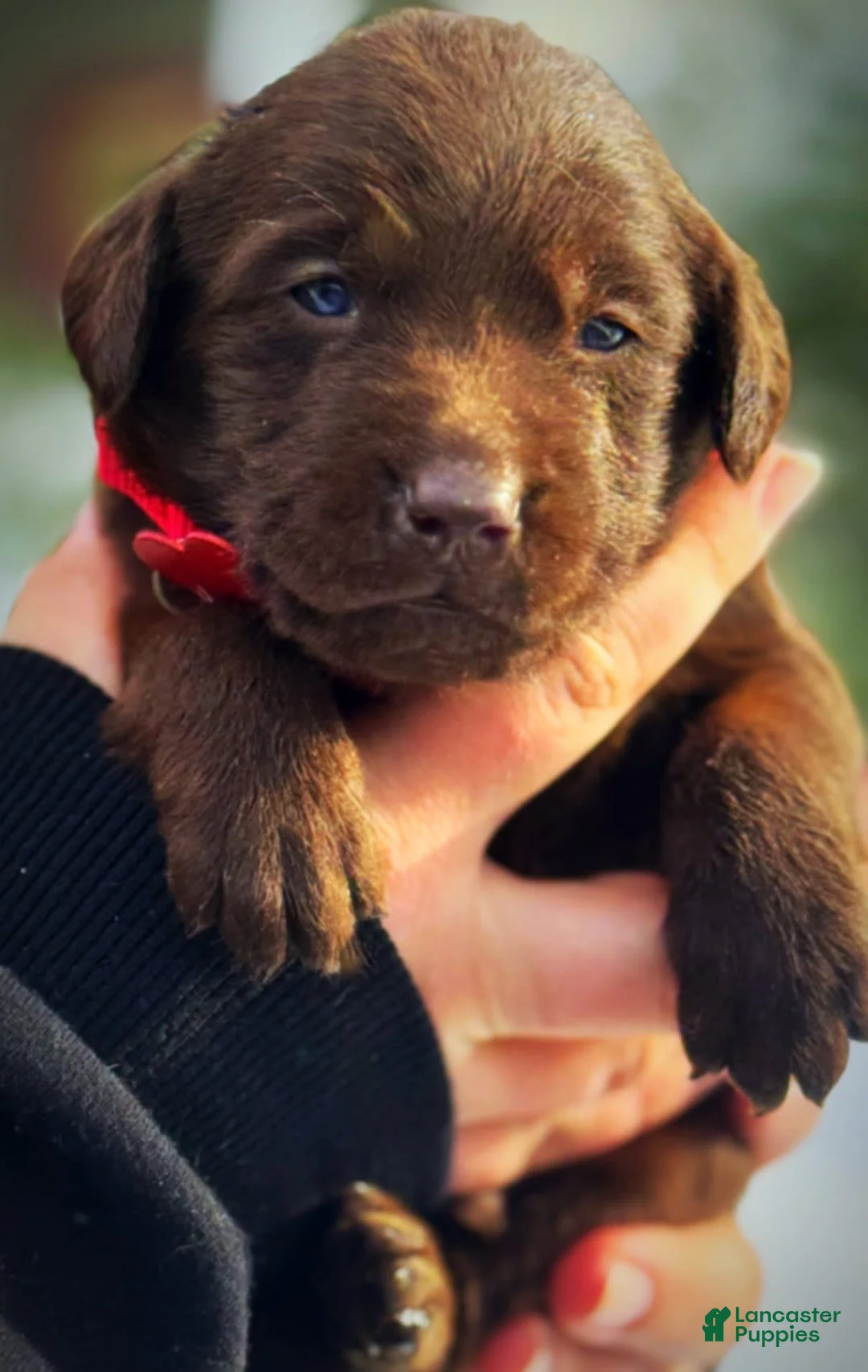Labrador Retriever dogs for sale: Sal - Ad 6