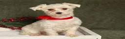 Maltipoo dogs for sale: Denny - Ad 6