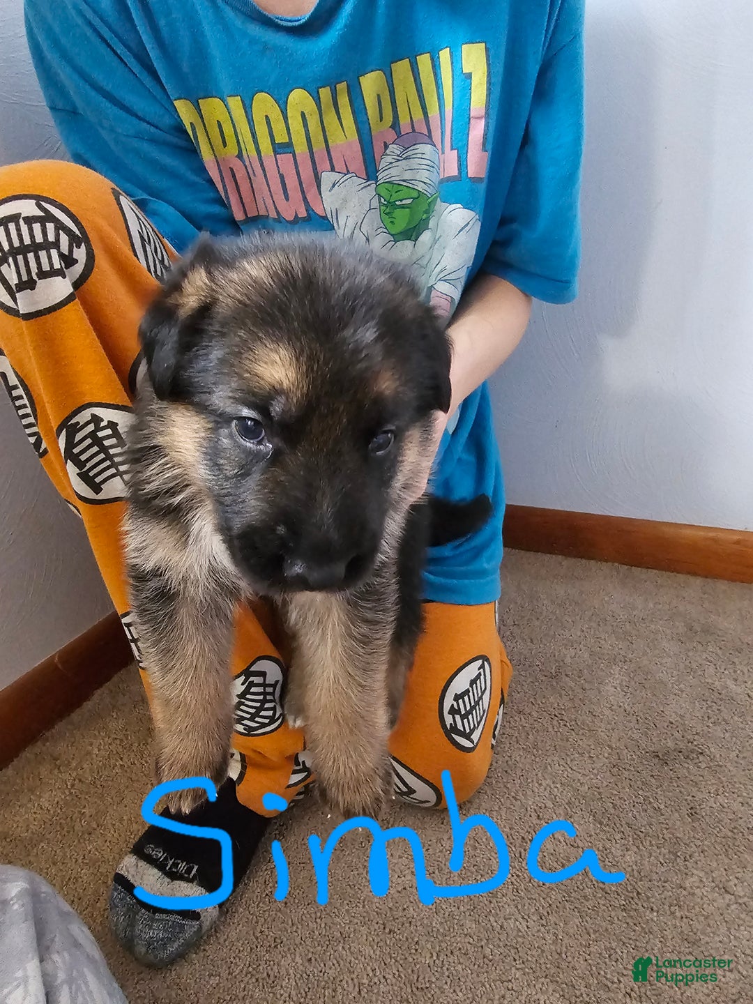 German Shepherd dogs for sale: German Shepherd Puppy 3 - Ad 1