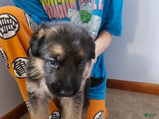 German Shepherd dogs German Shepherd Puppy 3 - Ad 22