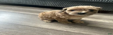 Mixed Breed 5