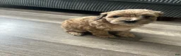 Mixed Breed dogs for sale: Mixed Breed 5 - Ad 1