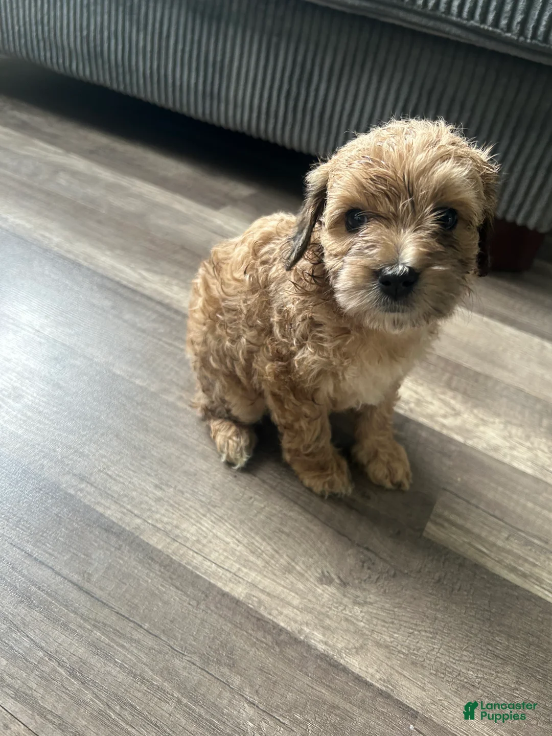 Mixed Breed dogs for sale: Mixed Breed 5 - Ad 1