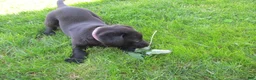 Labrador Retriever dogs for sale: Labrador Retriever Puppy 4 - Ad 3