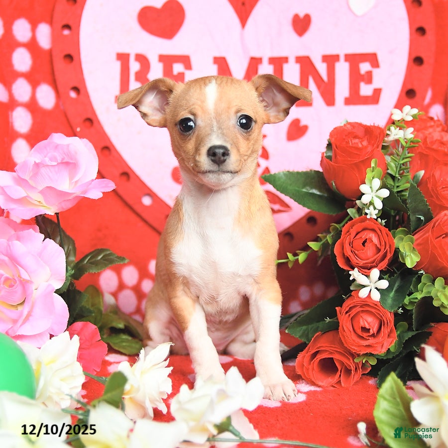 Mixed Breed dogs Pearl - Ad 26