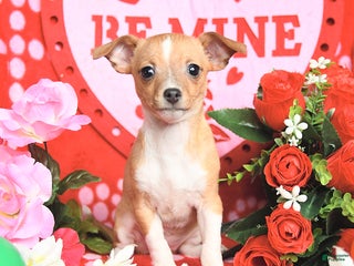 Mixed Breed dogs Pearl - Ad 3