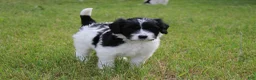 Bordoodle dogs for sale: Dotty  - Ad 2