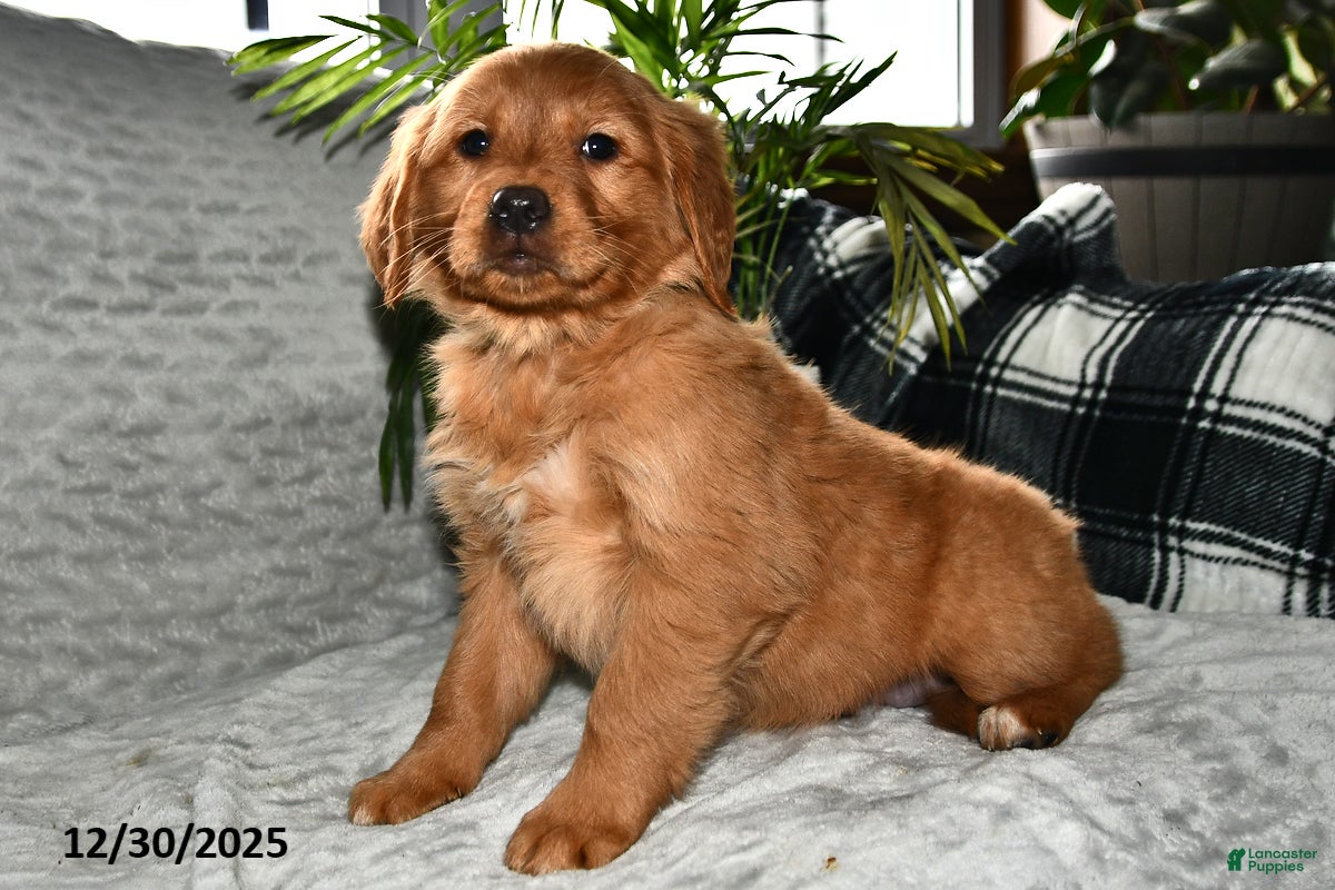 Golden Retriever dogs Aurora - Ad 38