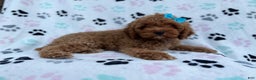 Cockapoo dogs for sale: Joy - Ad 4