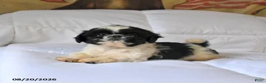 Maya