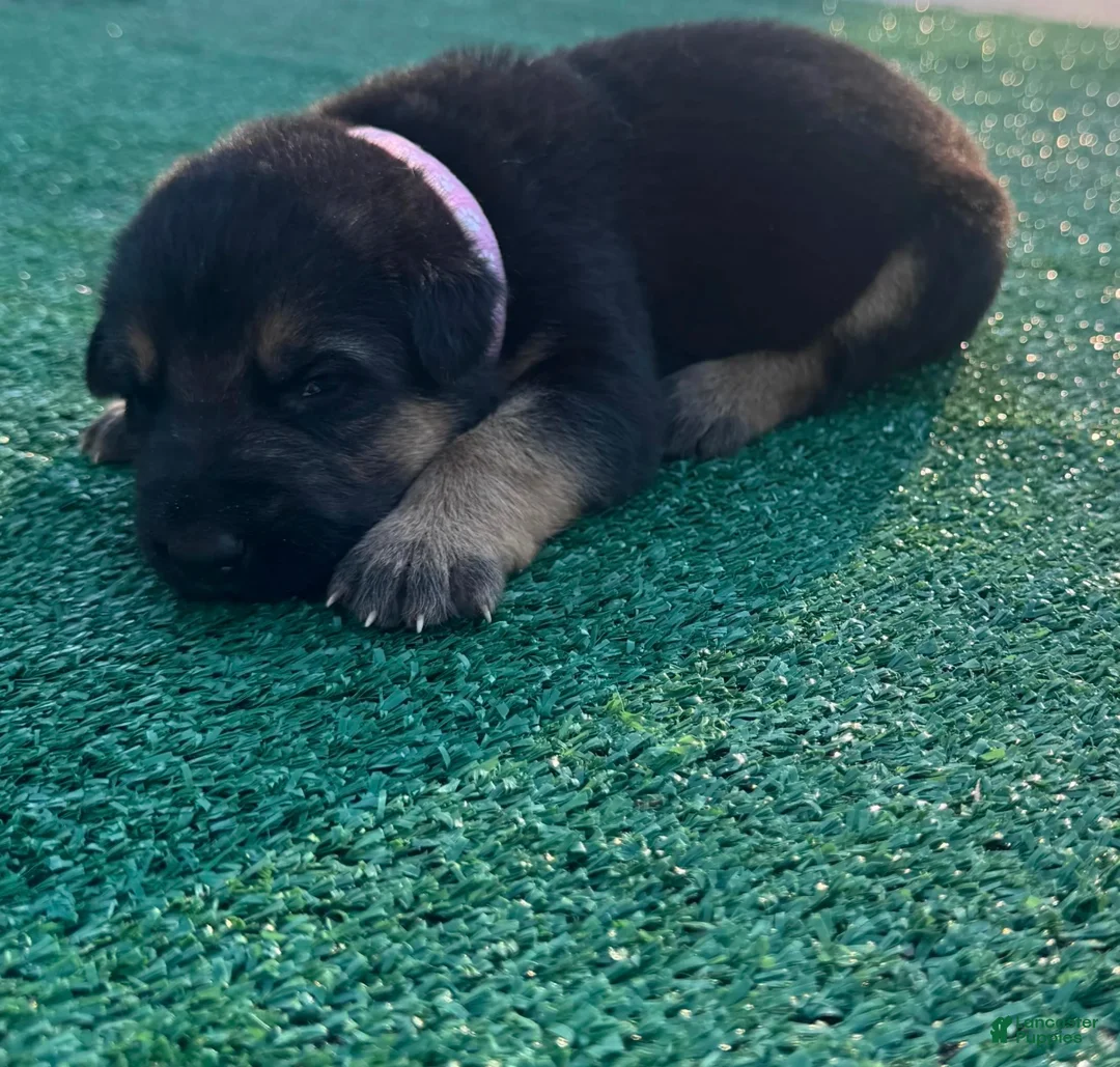 German Shepherd dogs for sale: German Shepherd pink - Ad 1