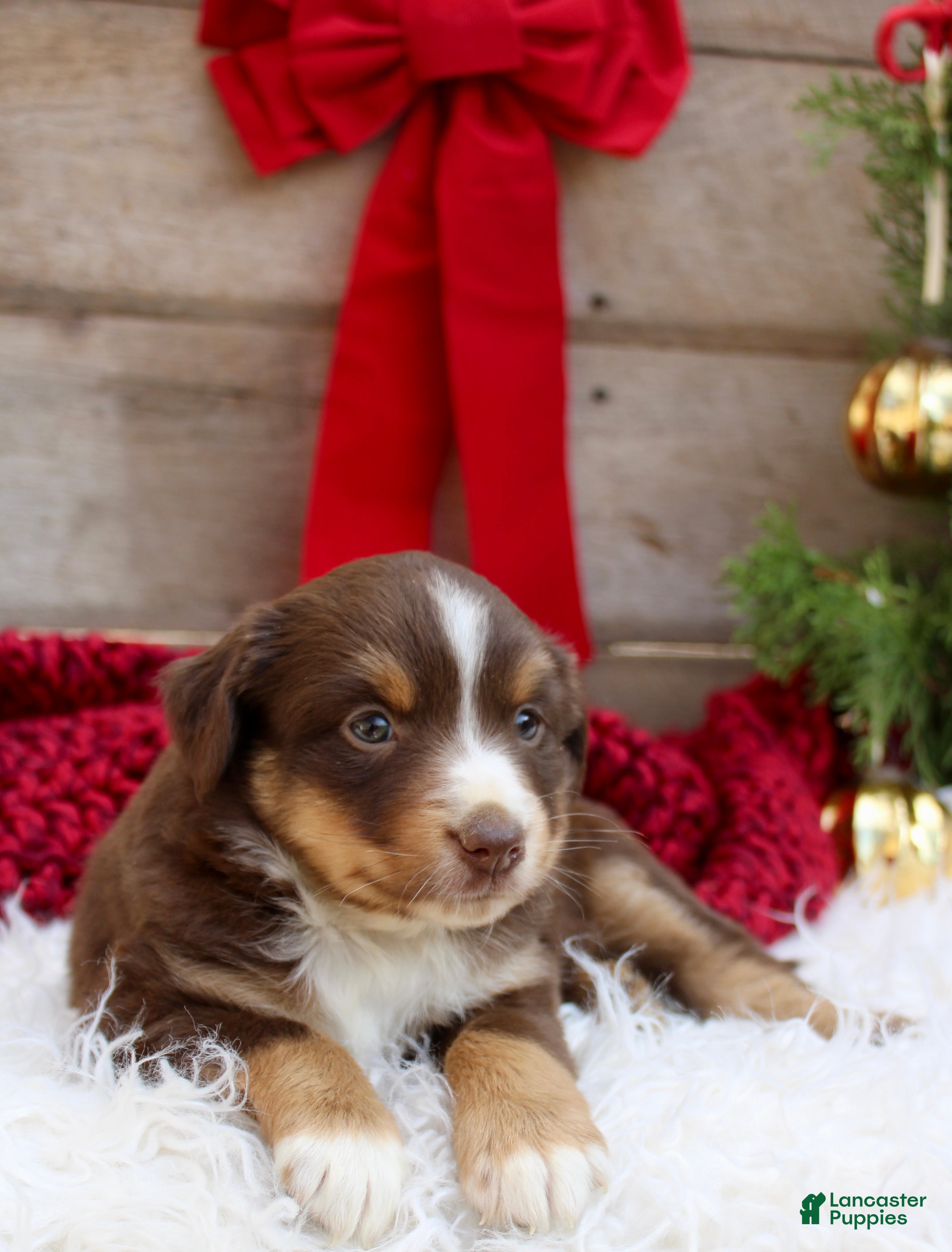 Miniature Australian Shepherd dogs Gracie  - Ad 41