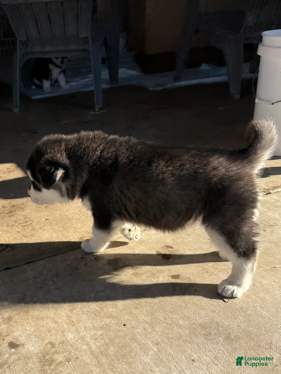 Alaskan Malamute dogs for sale: Alaskan Malamute Puppy 6 - Ad 7