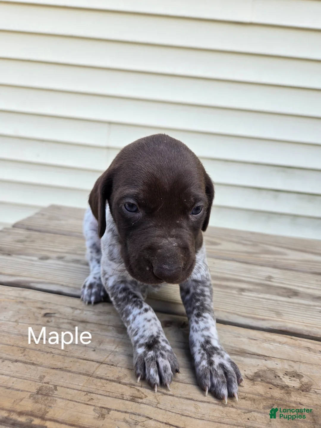 German Shorthaired Pointer dogs for sale: Maple  - Ad 1