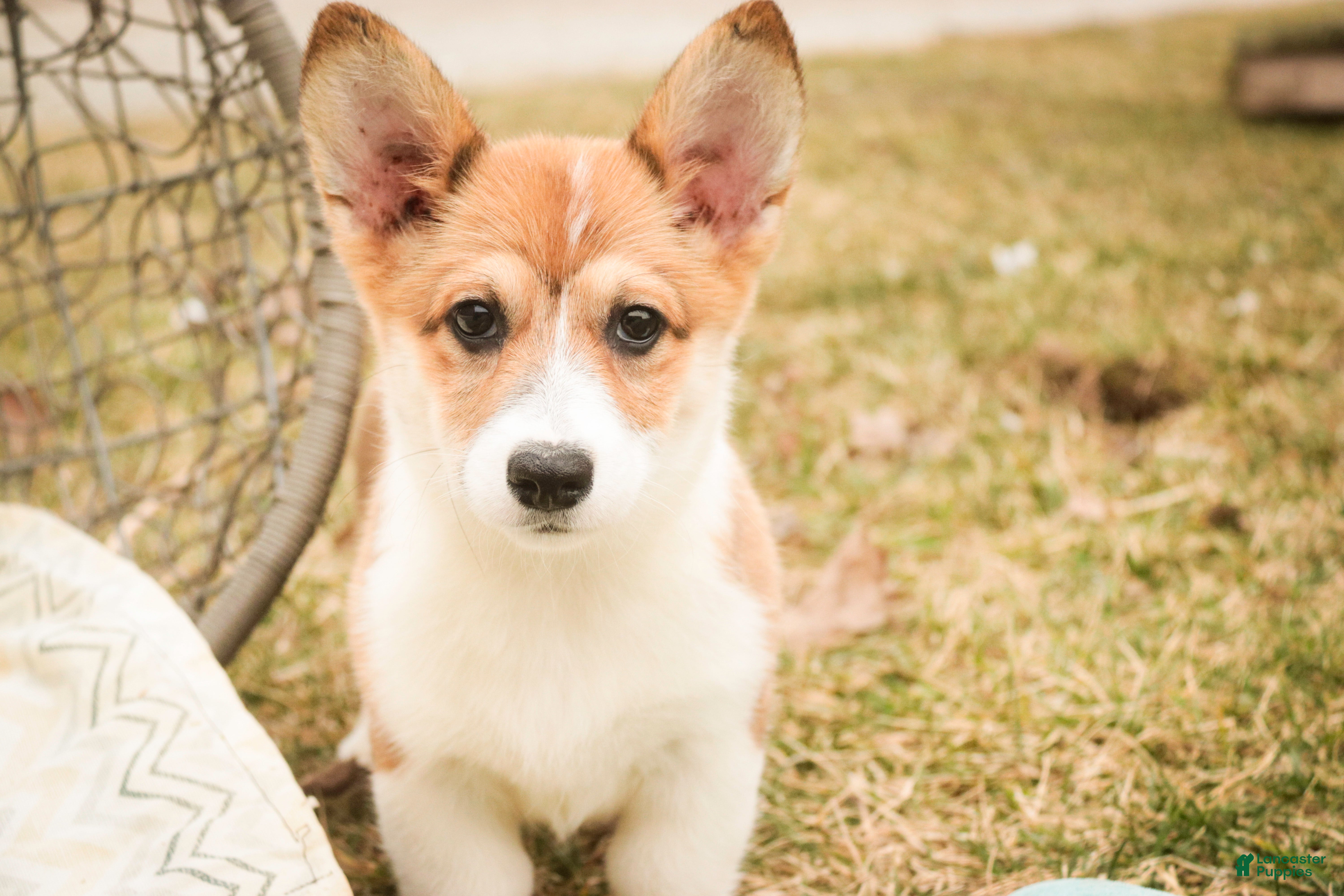 Welsh Corgi Pembroke dogs Waffle - Ad 2