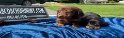 Miniature Dachshund dogs for sale: Miniature Dachshund 2 - Ad 5