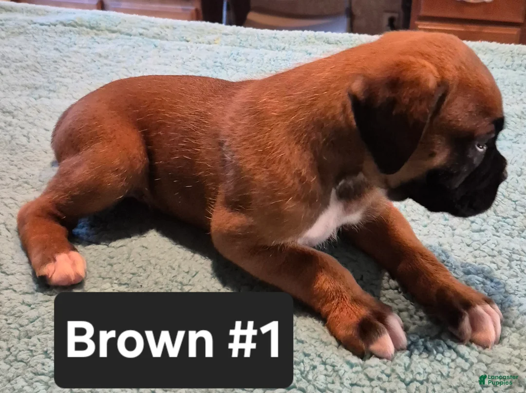 Boxer dogs for sale: Brown #1 - Ad 2