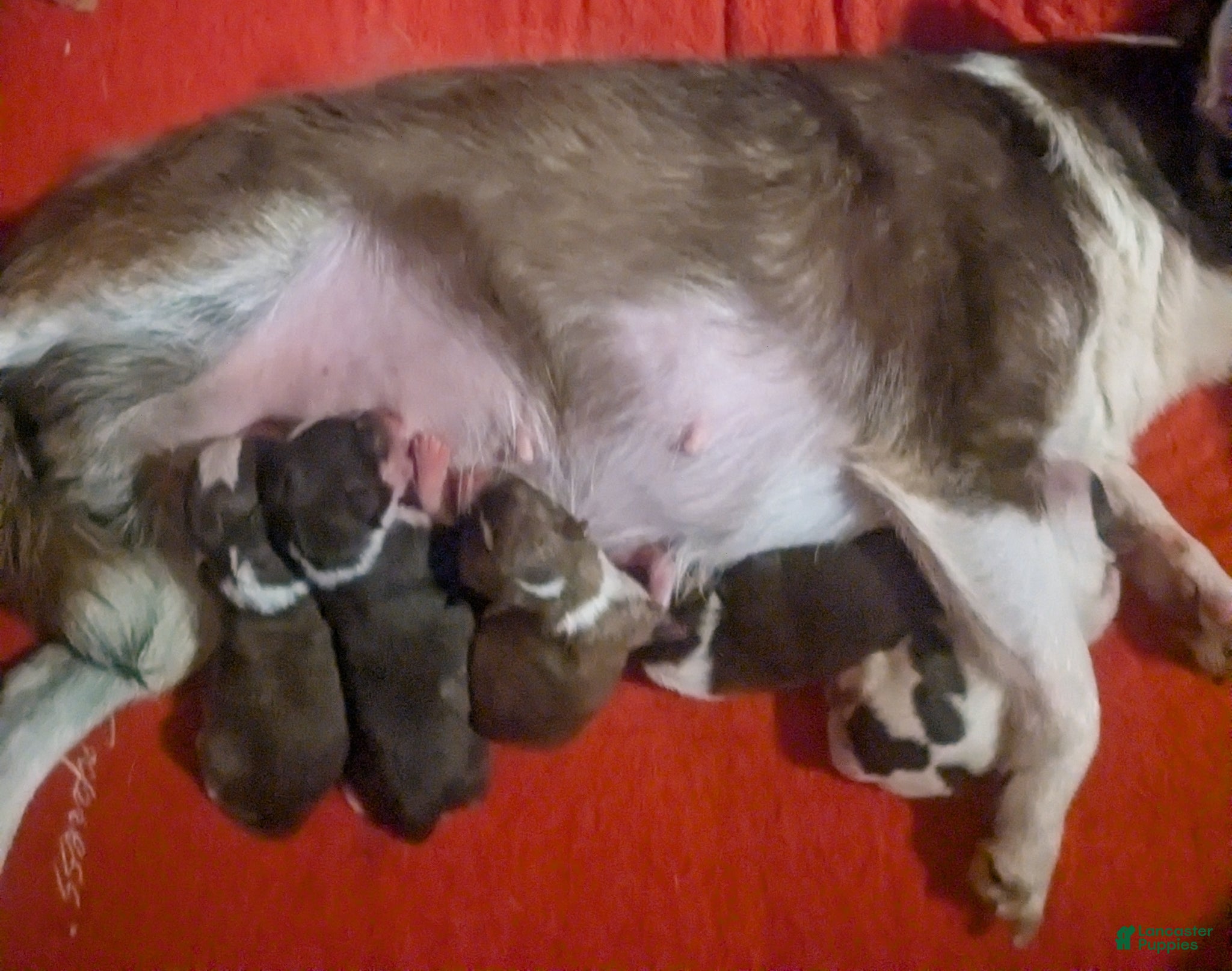 Chihuahua dogs for sale: Fievel Mousekowitz    - Ad 5