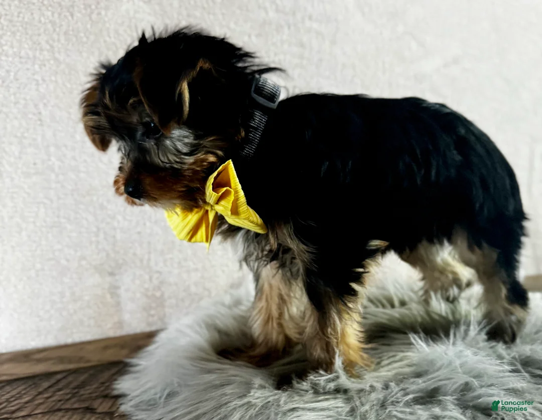 Yorkshire Terrier dogs for sale: Lance - Ad 8