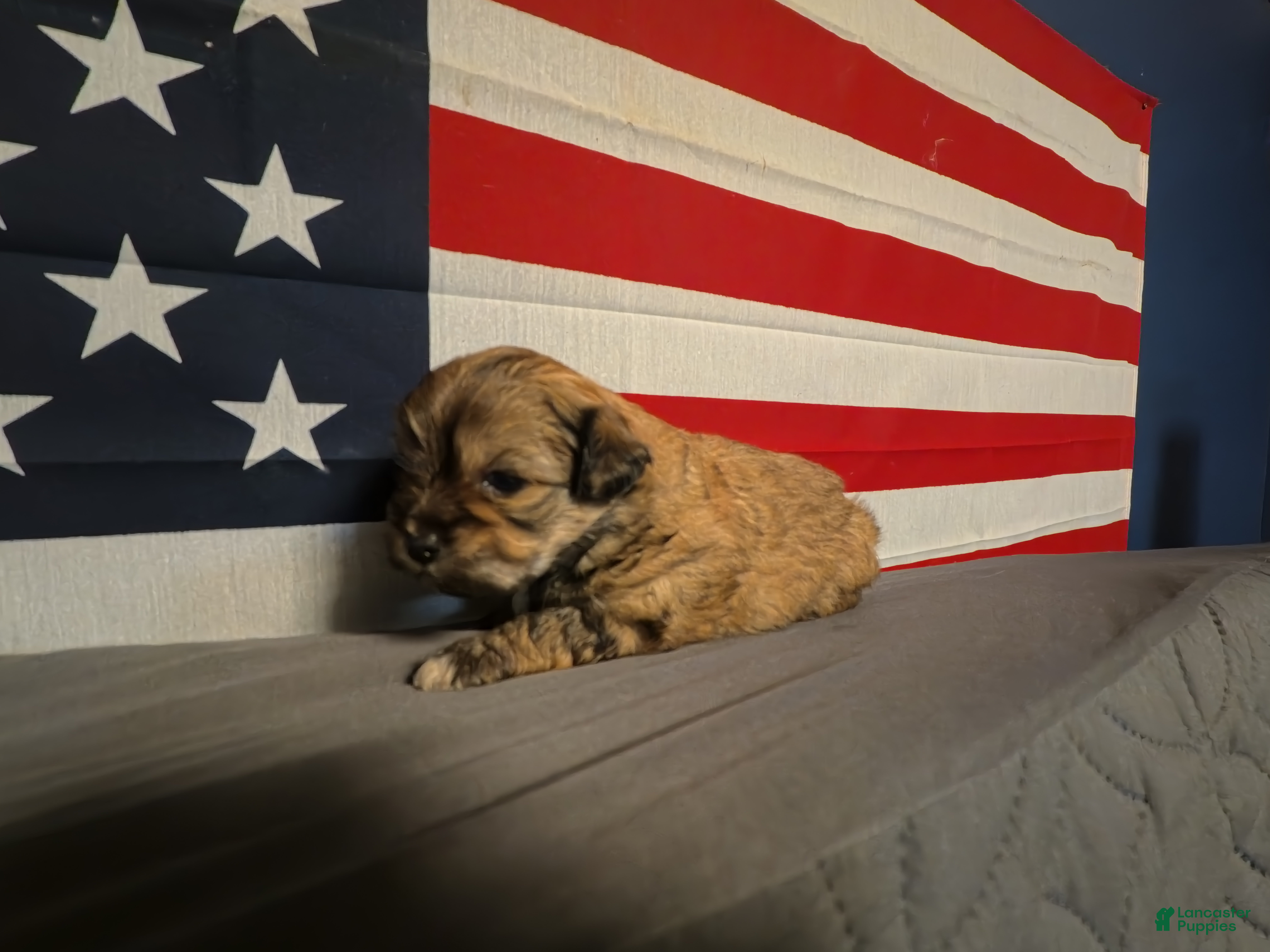 Shih Tzu dogs Tammy - Ad 37