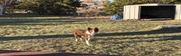 Mixed Breed dogs for sale: Blue Collar - Ad 3