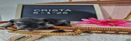 Miniature Schnauzer dogs for sale: Crista - Ad 9