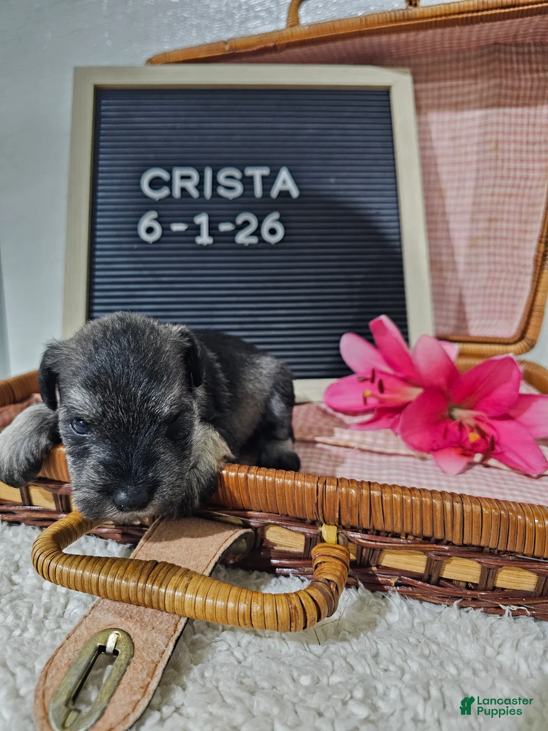 Miniature Schnauzer dogs for sale: Crista - Ad 9