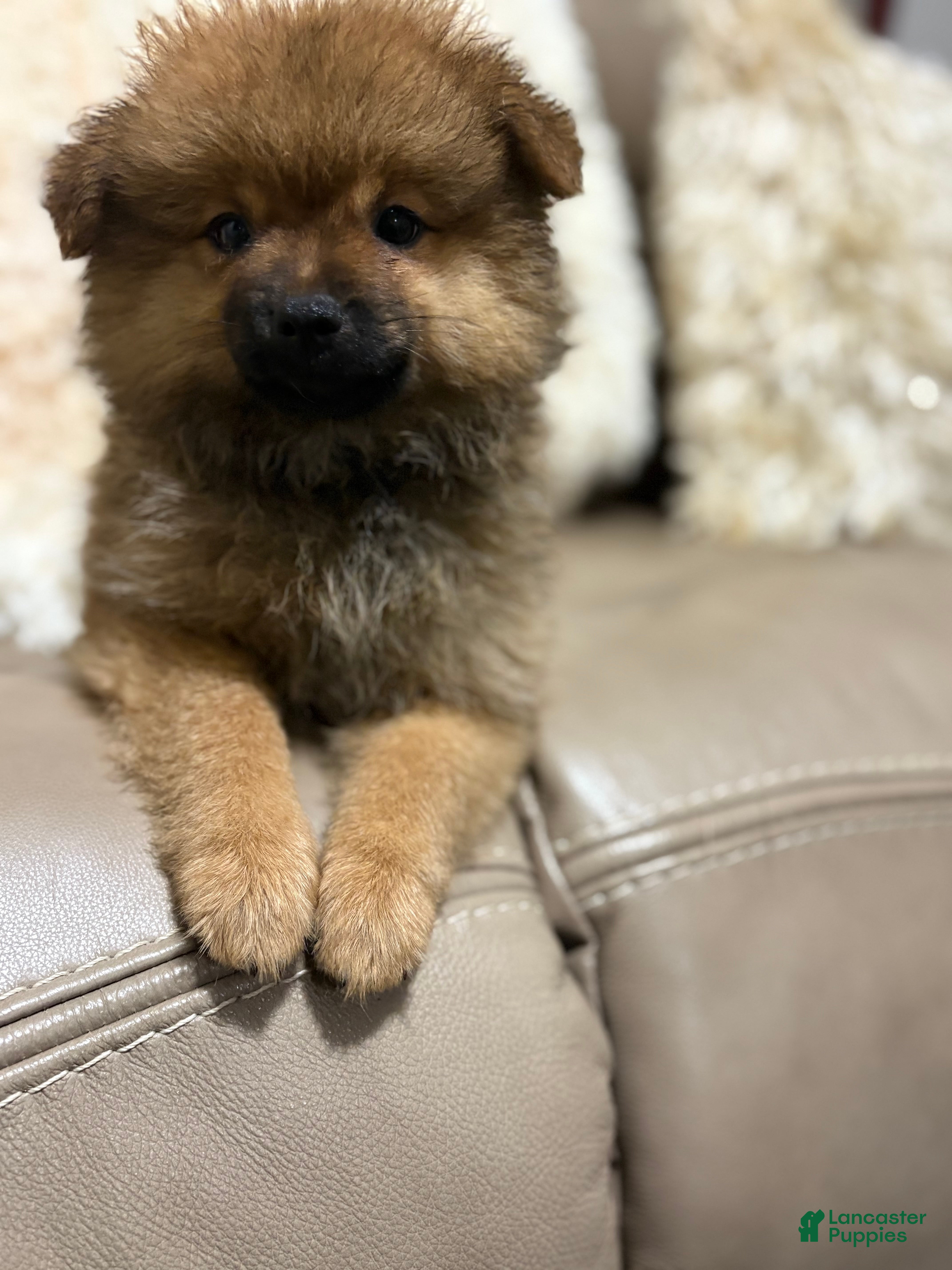 Pomeranian dogs Pomeranian 2 - Ad 1
