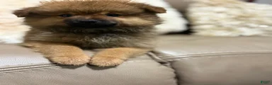 Pomeranian 2