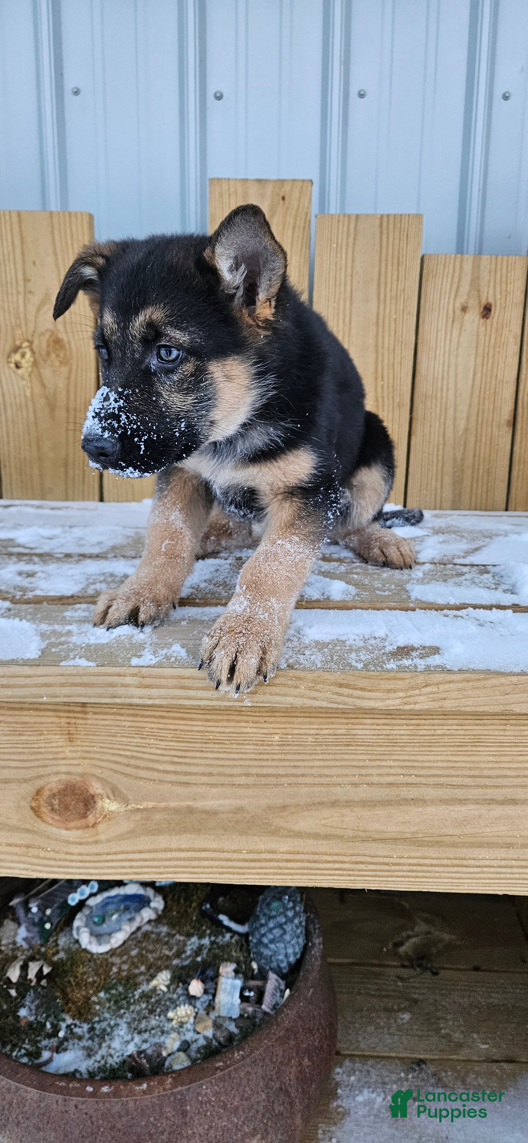German Shepherd dogs Bella - Ad 15