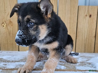 German Shepherd dogs Bella - Ad 9