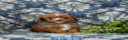 Cavapoo dogs for sale: Emerson - Ad 3