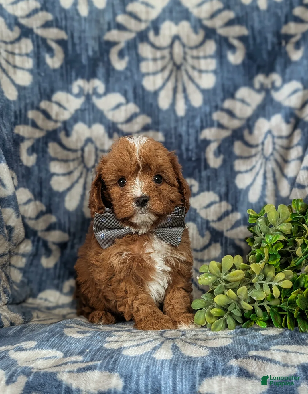 Cavapoo dogs for sale: Emerson - Ad 3