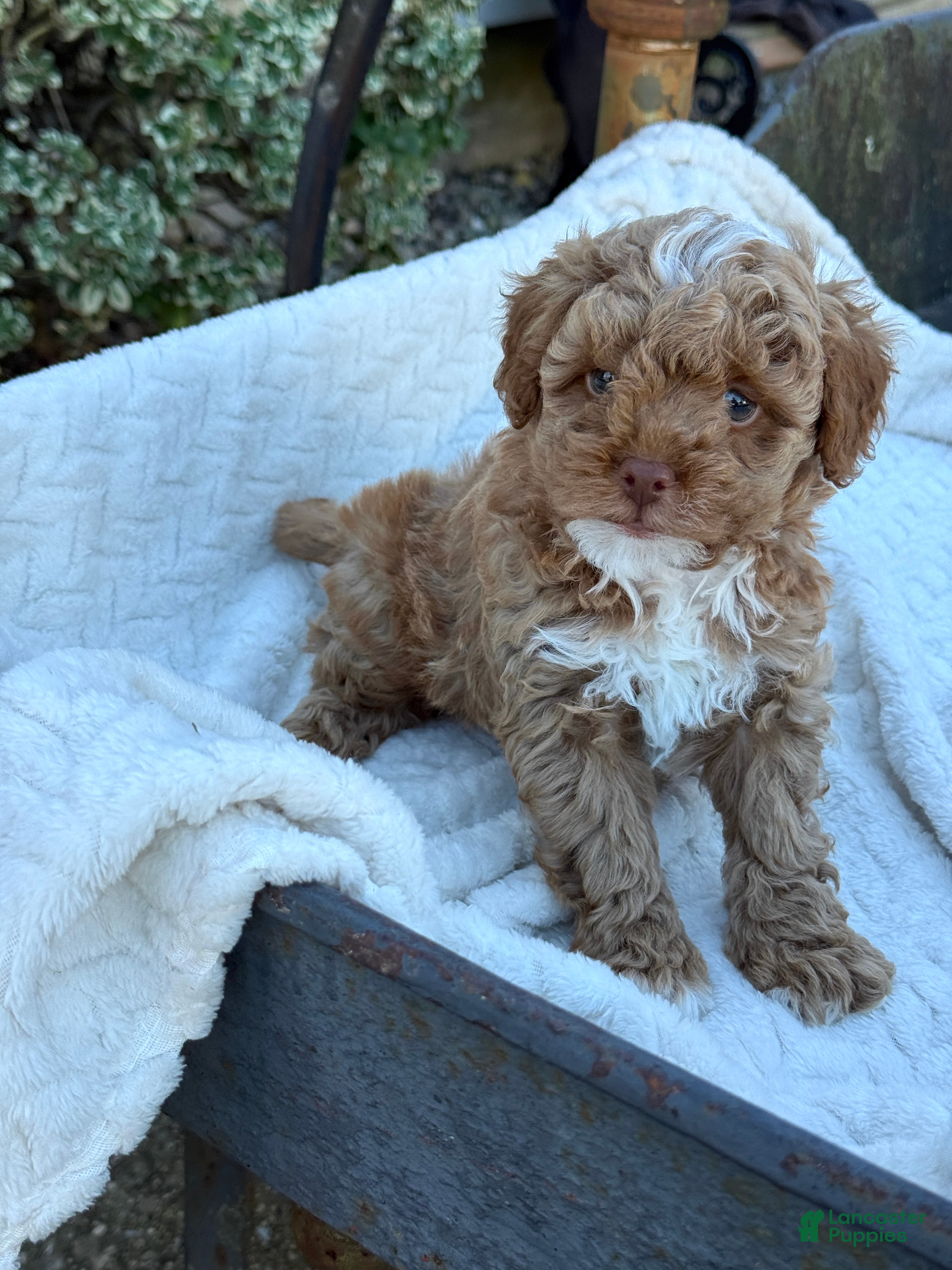 Toy Poodle dogs for sale: Galen - Ad 3