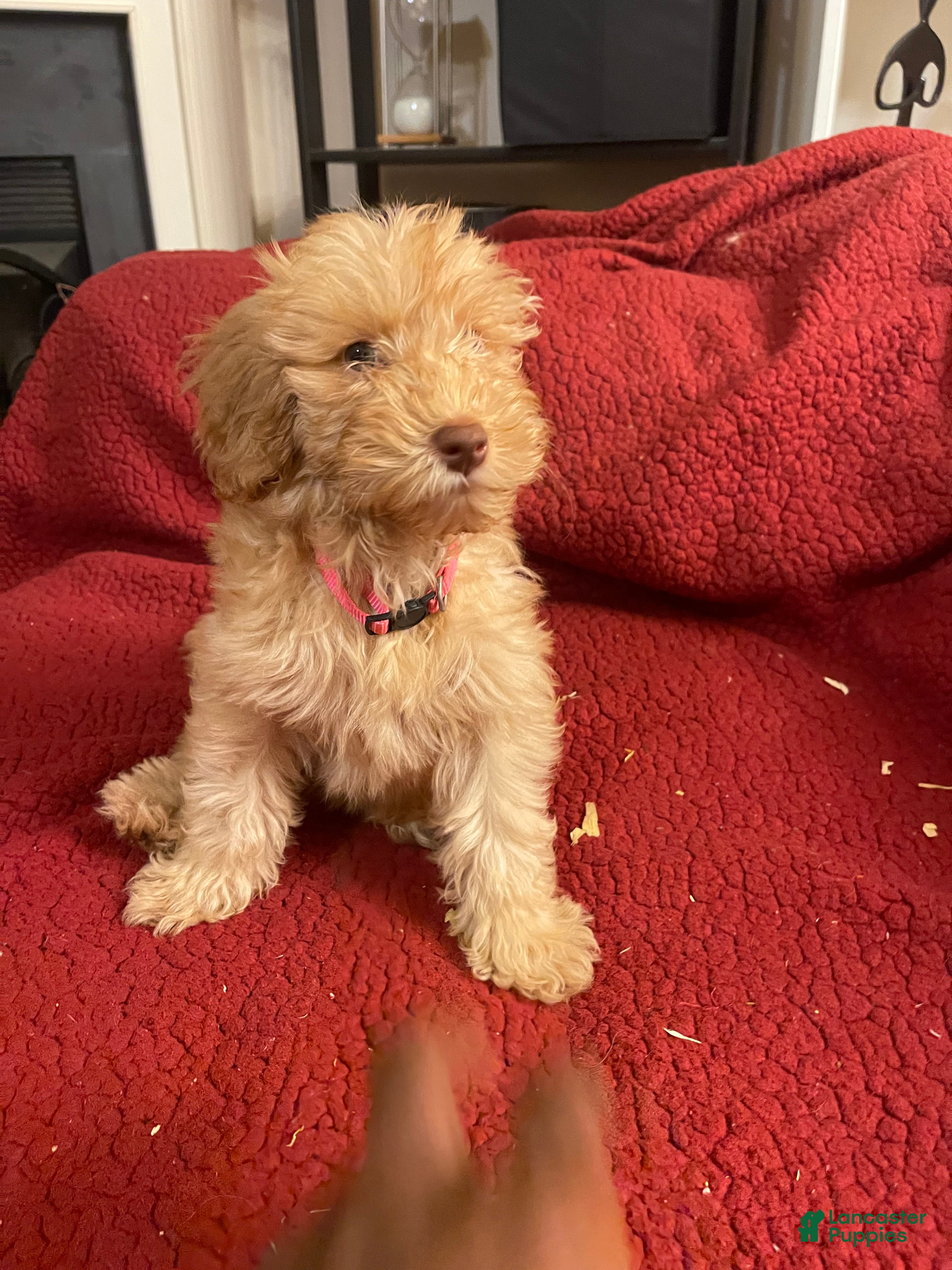 Labradoodle Puppies Mini Goldendoodle Puppies Craigslist